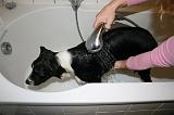 BAIN - BORDER COLLIE 012